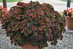 Stained Glassworks Tilt A Whirl Coleus (Solenostemon scutellarioides 'Tilt A Whirl') at Wolf's Blooms & Berries