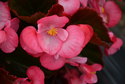 Senator IQ Deep Rose (Begonia 'Senator IQ Deep Rose') at Wolf's Blooms & Berries
