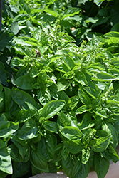 Dolce Fresca Basil (Ocimum basilicum 'Dolce Fresca') at Wolf's Blooms & Berries