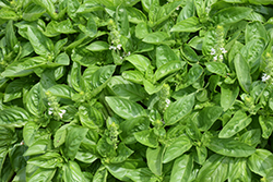 Dolce Fresca Basil (Ocimum basilicum 'Dolce Fresca') at Wolf's Blooms & Berries