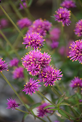 Truffula Pink Gomphrena (Gomphrena 'PAST0517E') at Wolf's Blooms & Berries