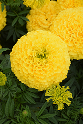 Marvel Yellow Marigold (Tagetes erecta 'Marvel Yellow') at Wolf's Blooms & Berries