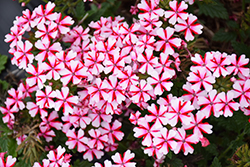 Lanai Candy Cane Verbena (Verbena 'Lanai Candy Cane') at Wolf's Blooms & Berries