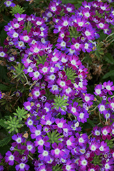 Lanai Cyclops Purple Verbena (Verbena 'Lanai Cyclops Purple') at Wolf's Blooms & Berries