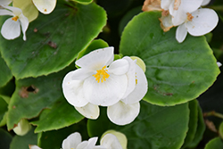 Bada Bing White Begonia (Begonia 'Bada Bing White') at Wolf's Blooms & Berries