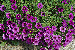 Callie Purple Calibrachoa (Calibrachoa 'Callie Purple') at Wolf's Blooms & Berries