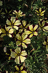 Sunflower Ray Petunia (Petunia 'Sunflower Ray') at Wolf's Blooms & Berries