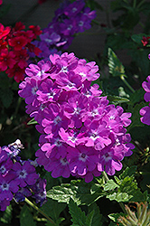 Superbena Violet Ice Verbena (Verbena 'Superbena Violet Ice') at Wolf's Blooms & Berries
