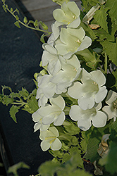 Lofos White Creeping Gloxinia (Lophospermum 'Lofos White') at Wolf's Blooms & Berries