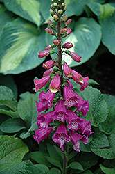 Candy Mountain Foxglove (Digitalis purpurea 'Candy Mountain') at Wolf's Blooms & Berries