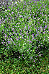 Essence Purple Lavender (Lavandula angustifolia 'Essence Purple') at Wolf's Blooms & Berries