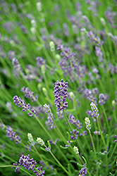 Essence Purple Lavender (Lavandula angustifolia 'Essence Purple') at Wolf's Blooms & Berries