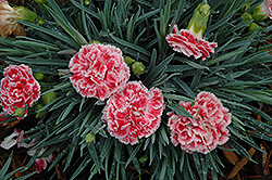 Coral Reef Pinks (Dianthus 'WP07OLDRICE') at Wolf's Blooms & Berries