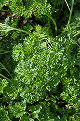 Forest Green Parsley (Petroselinum crispum 'Forest Green') at Wolf's Blooms & Berries