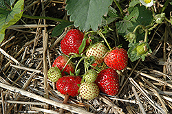 Everbearing Strawberry (Fragaria 'Everbearing') at Wolf's Blooms & Berries