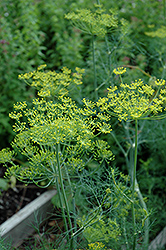 Dill (Anethum graveolens) at Wolf's Blooms & Berries