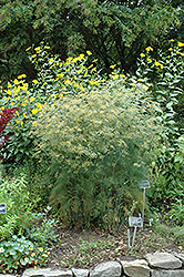 Fennel (Foeniculum vulgare) at Wolf's Blooms & Berries