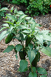 Jalapeno Pepper (Capsicum annuum 'Jalapeno') at Wolf's Blooms & Berries