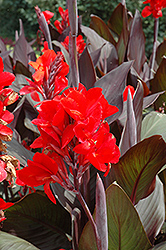 Cannova Bronze Scarlet Canna (Canna 'Cannova Bronze Scarlet') at Wolf's Blooms & Berries