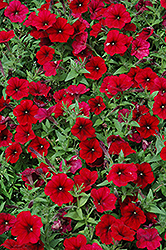 Easy Wave Red Velour Petunia (Petunia 'Easy Wave Red Velour') at Wolf's Blooms & Berries