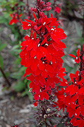 Vulcan Red Lobelia (Lobelia 'Vulcan Red') at Wolf's Blooms & Berries
