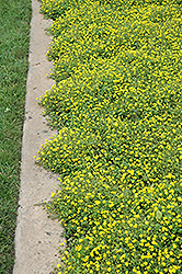 Magic Carpet Yellow Mecardonia (Mecardonia 'Magic Carpet Yellow') at Wolf's Blooms & Berries