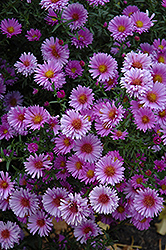 Purple Dome Aster (Symphyotrichum novae-angliae 'Purple Dome') at Wolf's Blooms & Berries