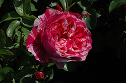 Raspberry Cream Twirl Rose (Rosa 'Meiteratol') at Wolf's Blooms & Berries