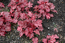 Fire Chief Coral Bells (Heuchera 'Fire Chief') at Wolf's Blooms & Berries