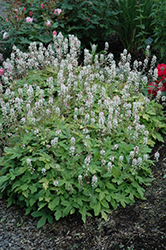 Spring Symphony Foamflower (Tiarella 'Spring Symphony') at Wolf's Blooms & Berries