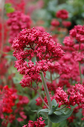 Red Valerian (Centranthus ruber) at Wolf's Blooms & Berries
