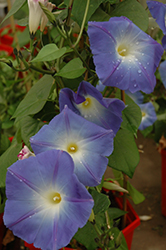 Heavenly Blue Morning Glory (Ipomoea tricolor 'Heavenly Blue') at Wolf's Blooms & Berries