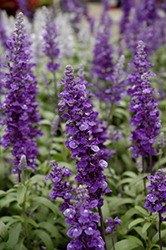 Cathedral Deep Blue Salvia (Salvia farinacea 'Cathedral Deep Blue') at Wolf's Blooms & Berries