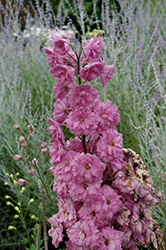 Pink Punch Larkspur (Delphinium 'Pink Punch') at Wolf's Blooms & Berries