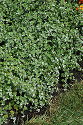 Licorice Splash Licorice Plant (Helichrysum petiolare 'Licorice Splash') at Wolf's Blooms & Berries