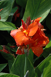 Cannova Red Canna (Canna 'Cannova Red') at Wolf's Blooms & Berries