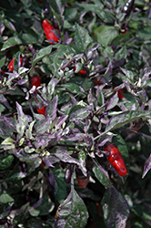 Calico Ornamental Pepper (Capsicum annuum 'Calico') at Wolf's Blooms & Berries