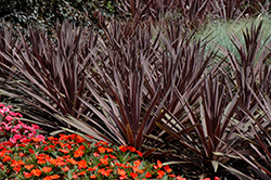 Red Sensation Grass Palm (Cordyline australis 'Red Sensation') at Wolf's Blooms & Berries