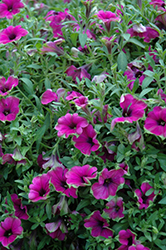 Cascadias Pitaya Petunia (Petunia 'Cascadias Pitaya') at Wolf's Blooms & Berries