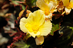 I'Conia Upright Sunshine Begonia (Begonia 'I'Conia Upright Sunshine') at Wolf's Blooms & Berries
