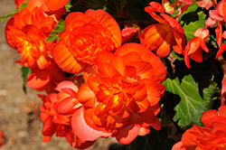 Nonstop Fire Begonia (Begonia 'Nonstop Fire') at Wolf's Blooms & Berries