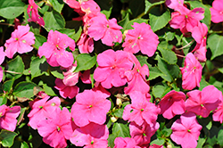 Beacon Rose Impatiens (Impatiens walleriana 'Beacon Rose') at Wolf's Blooms & Berries