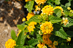 Lucky Pot of Gold Lantana (Lantana camara 'Balucgold') at Wolf's Blooms & Berries