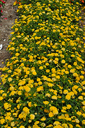 Landscape Bandana Yellow Lantana (Lantana camara 'Landscape Bandana Yellow') at Wolf's Blooms & Berries