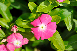 Pacifica XP Rose Halo Vinca (Catharanthus roseus 'Pacifica XP Rose Halo') at Wolf's Blooms & Berries