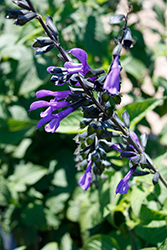 Bodacious Rhythm And Blues Sage (Salvia guaranitica 'Rhythm And Blues') at Wolf's Blooms & Berries