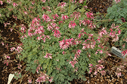 Pink Diamonds Fern-leaved Bleeding Heart (Dicentra 'Pink Diamonds') at Wolf's Blooms & Berries