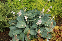 Shadowland Above The Clouds Hosta (Hosta 'Above The Clouds') at Wolf's Blooms & Berries