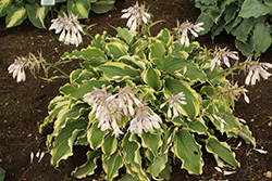 Shadowland Voices In The Wind Hosta (Hosta 'Voices In The Wind') at Wolf's Blooms & Berries