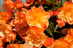 Scentiment Peachy Keen Begonia (Begonia 'Scentiment Peachy Keen') at Wolf's Blooms & Berries